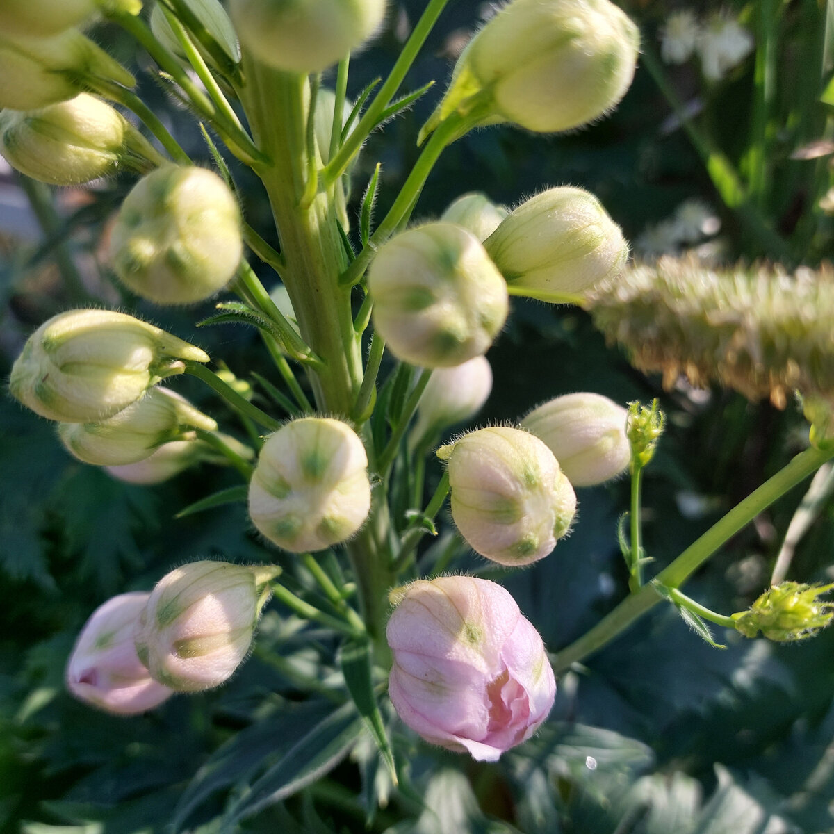 Вот так начинает распускаться розовый махровый дельфиниум с заглавного фото к этой статье