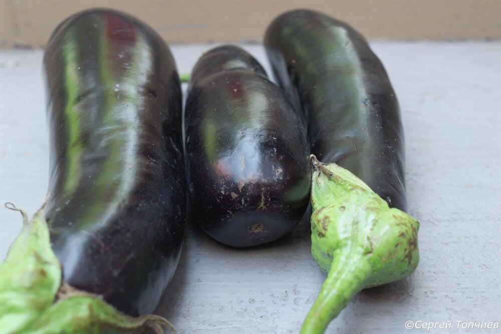 Еле успел выхватить три штучки для фото, Остальные уже порезали