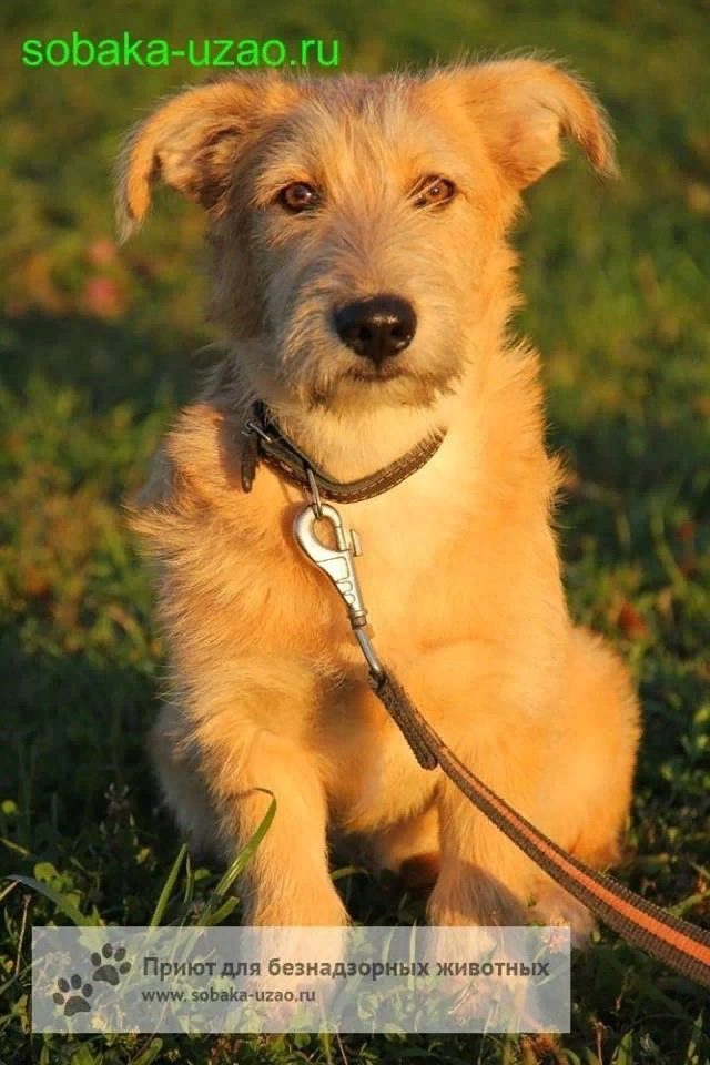 Такой Чапу отдали в "добрые" руки...