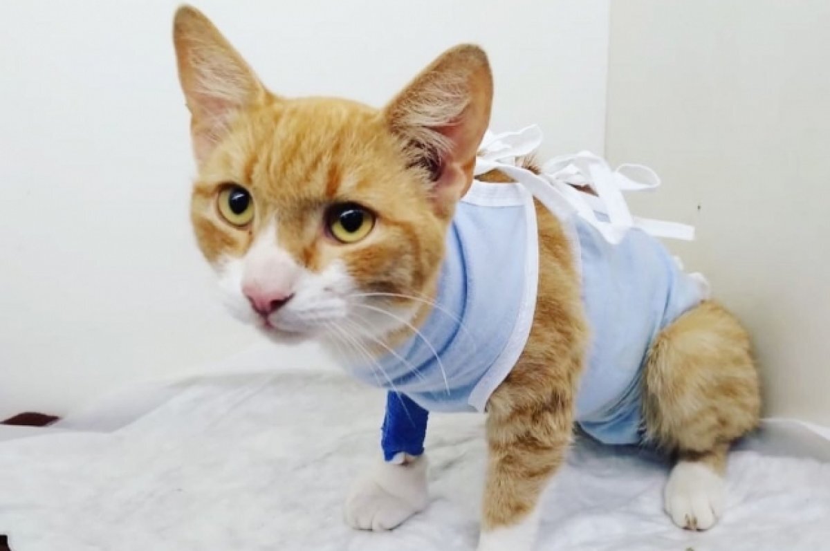    В Тверской области спасли провалившегося в трубу кота