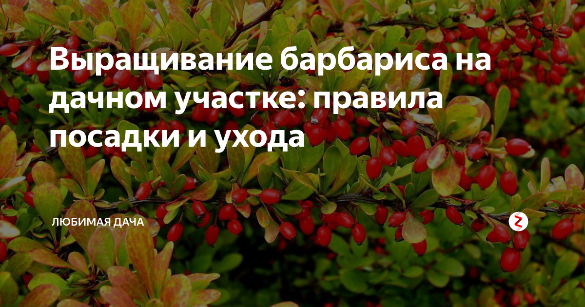 Вред барбариса. Барбарис польза. Чем полезен Барбарис. Барбарис польза и вред для здоровья.