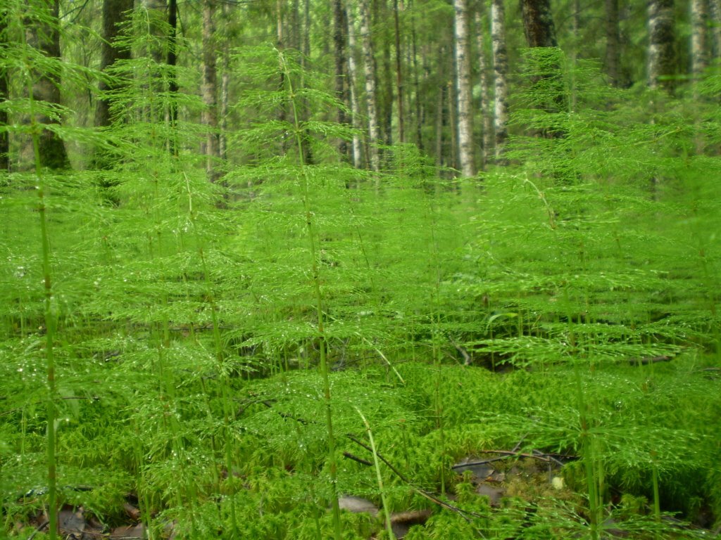 Прилесок