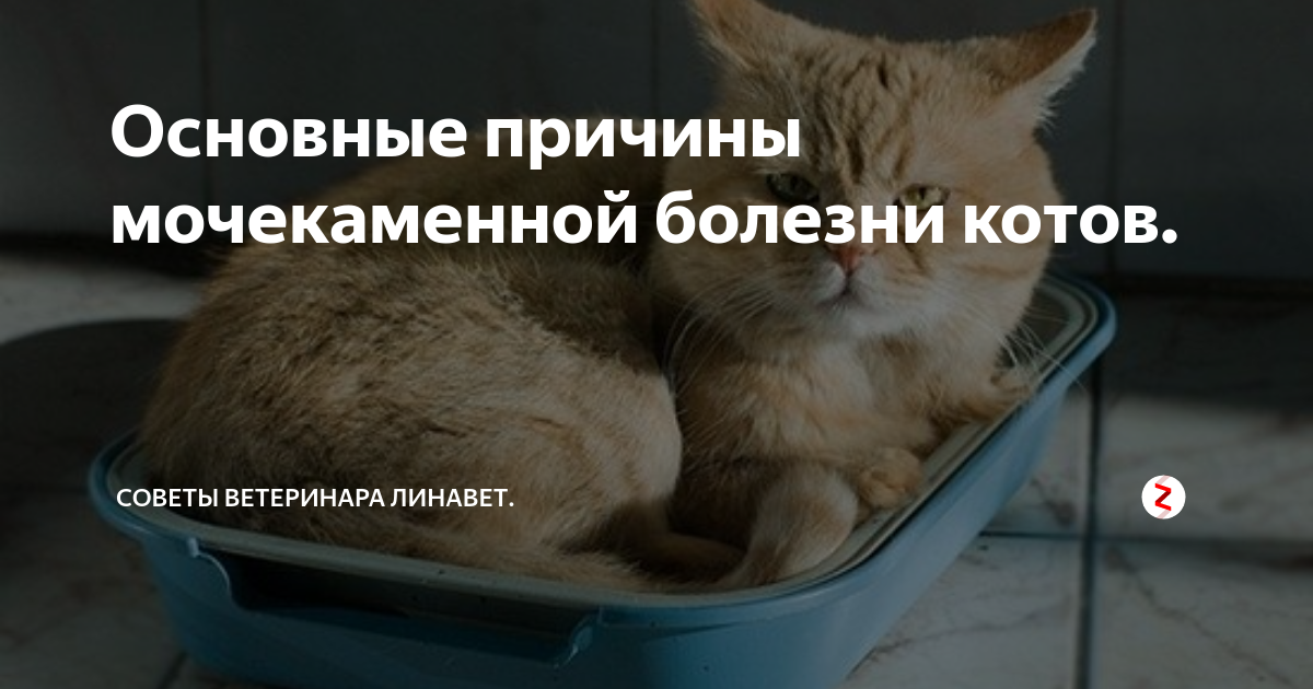 У каких котов мочекаменная болезнь. Советы ветеринара. Мочекаменная болезнь у котов. Мочекаменная болезнь у котов причины. Мочекаменная болезнь у котов симптомы.