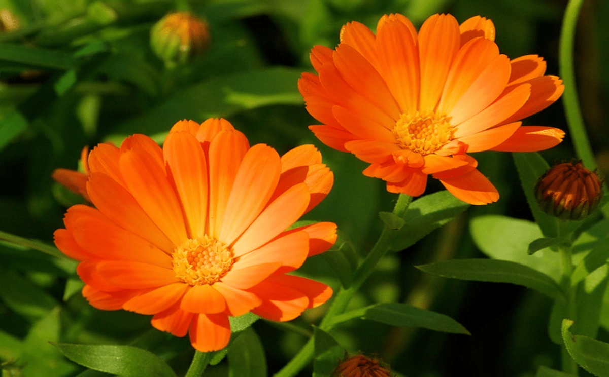 Календула трава. Calendula officinalis (календула лекарственная, ноготки). Calendula officinalis цветки. Ноготки лекарственные – Calendula officinalis l.. Calendula (календула) лекарст.