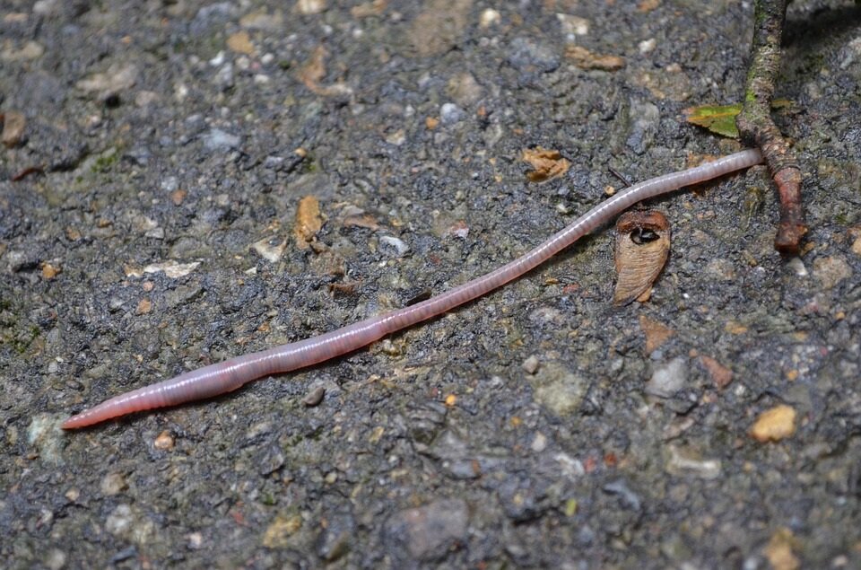 Дождевой червь делает почву  плодородной