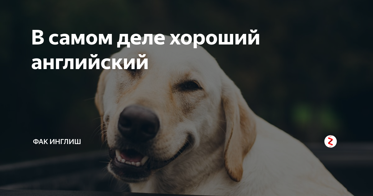 В самом деле хороший английский | Фак инглиш | Дзен