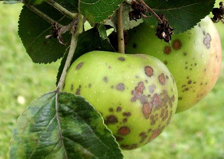 Зараженное дерево