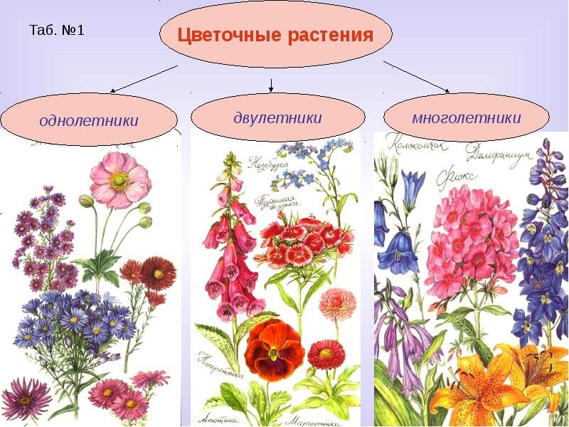 Название цветковых растений с картинками