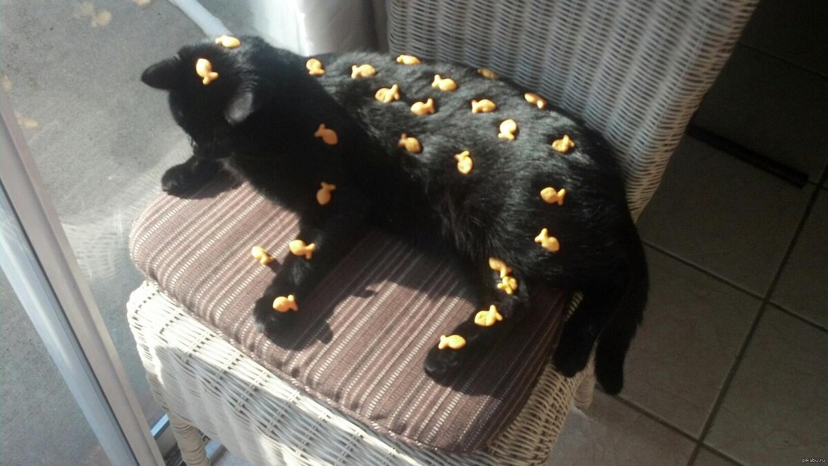 Кот, который уже постиг Дзен, мне до него еще далеко.
