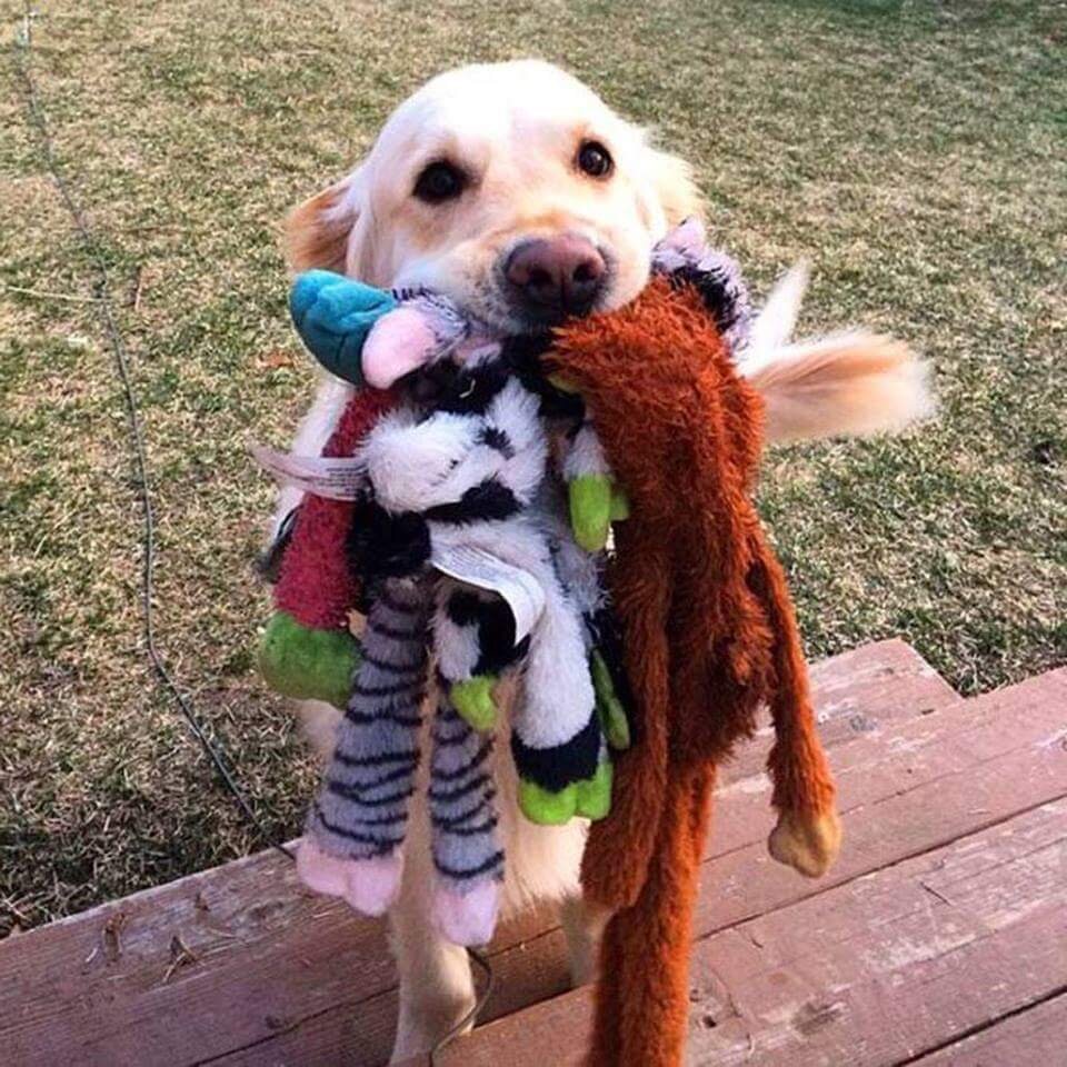 Источник фото: funnyrepost.com