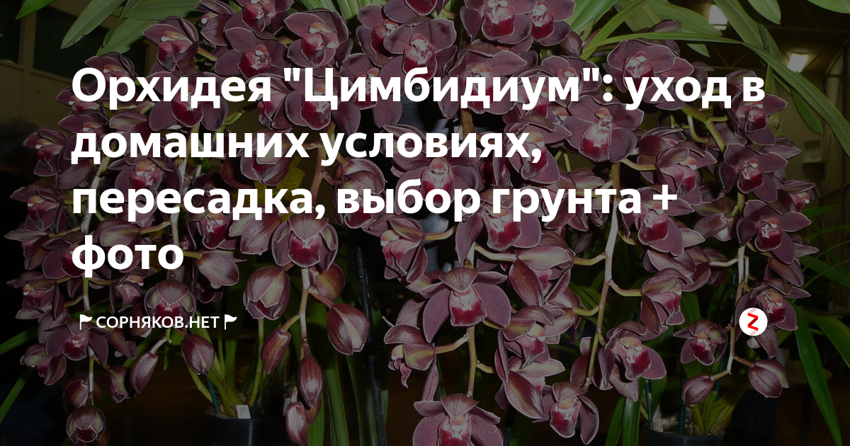 Грунт для орхидеи Цимбидиум. Орхидея Цимбидиум размножение. Цимбидиум Кали Найт.