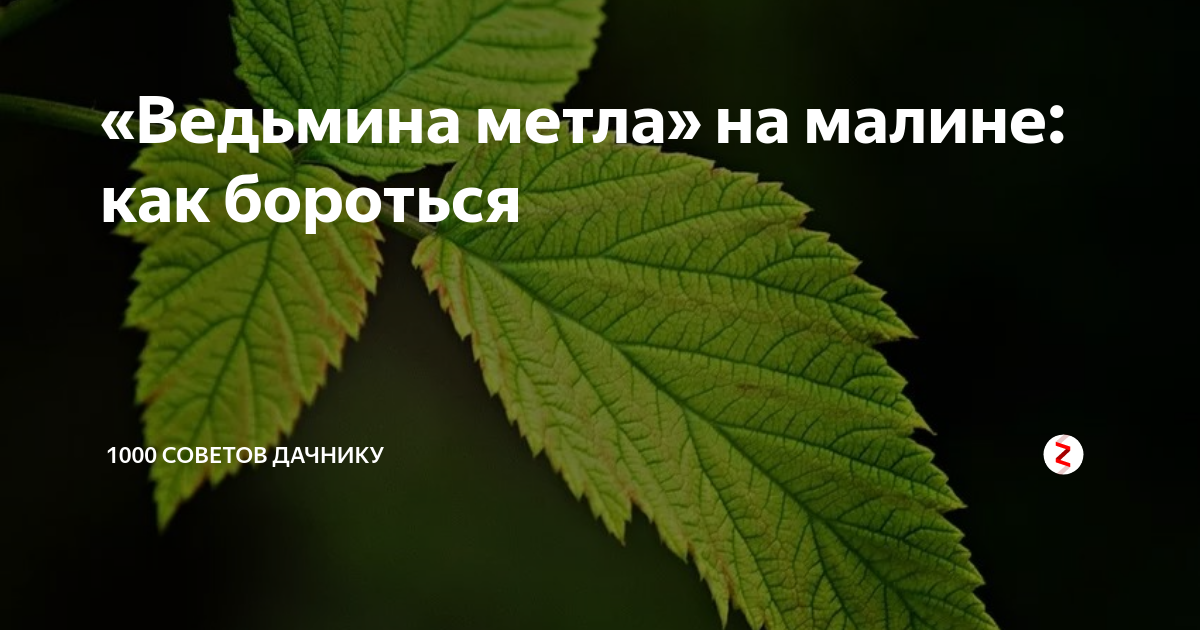 Почему побеги малины развиваются не по одному, а пучками? Аргументы и Факты