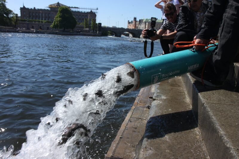 Это очередная экологическая акция, которая каждый год проводится в Швеции. Ее цель – увеличение популяции лосося и форели во внутренних водоемах и заливах. Выпущенная в поток Strömmen, протекающий через центр Стокгольма, рыба отправится на откормку в открытые воды и через некоторое время опять вернется к берегам Швеции.
