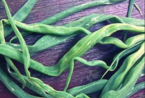 Белые мучнистые пятна на перьях лука