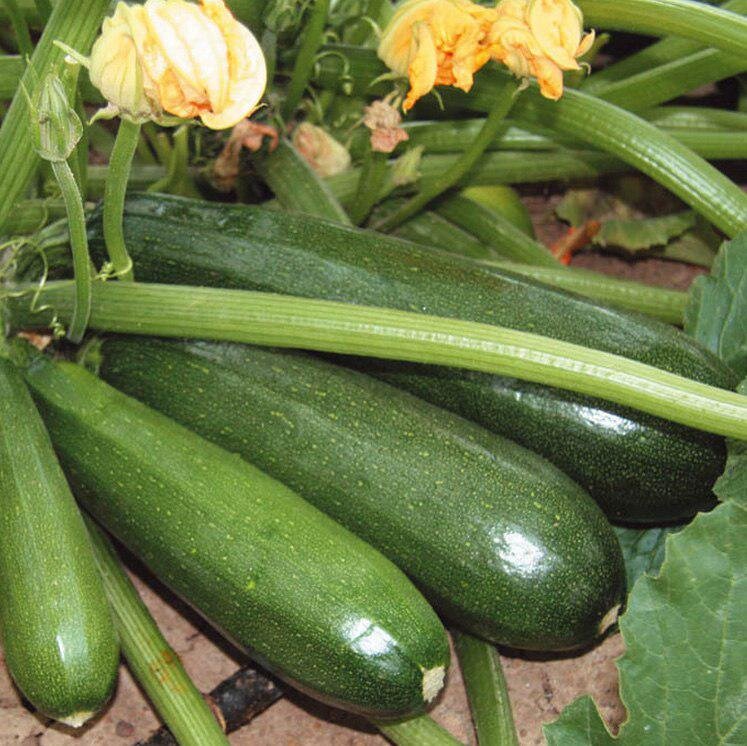 Кабачки. Hack Garden.