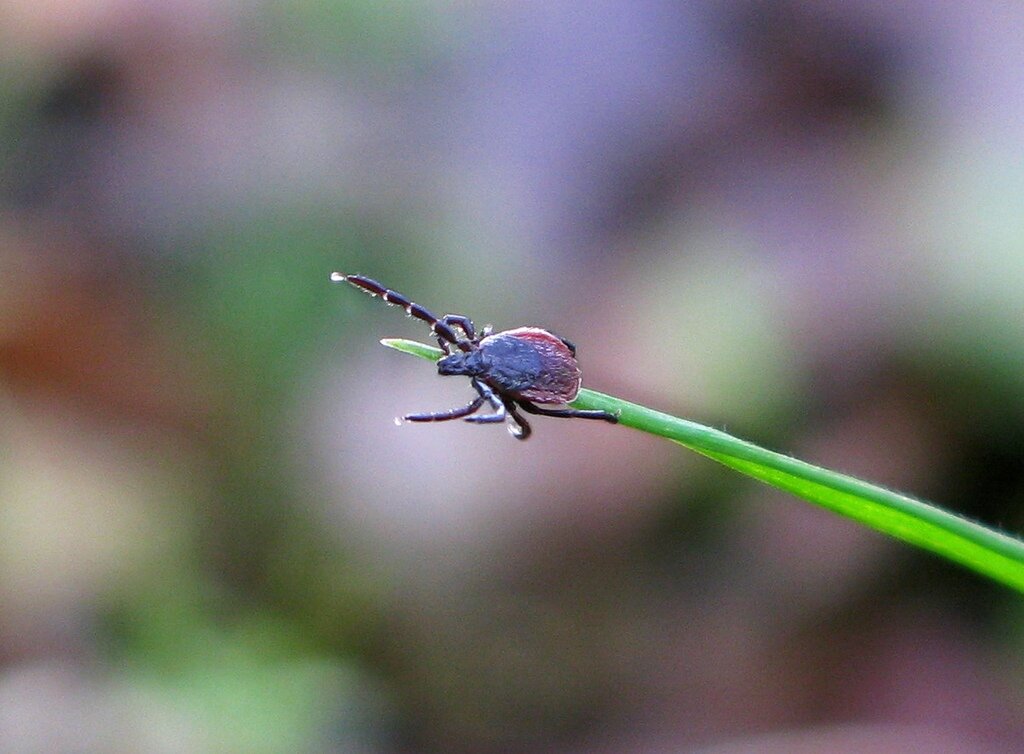 Источник фото: dom-expert.by