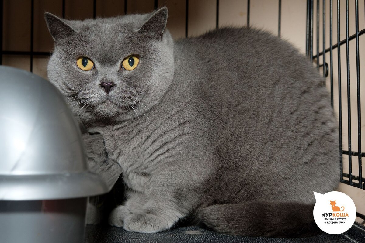 Беттани, 9 лет. Отдали в приют "Муркоша" по причине внезапной аллергии. Скромная и покладистая, нов  приюте боится всего. сильно переживает расставание с хозяевами.