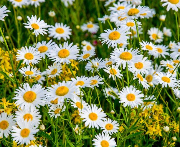 Фото из сайта:  triino.ru
