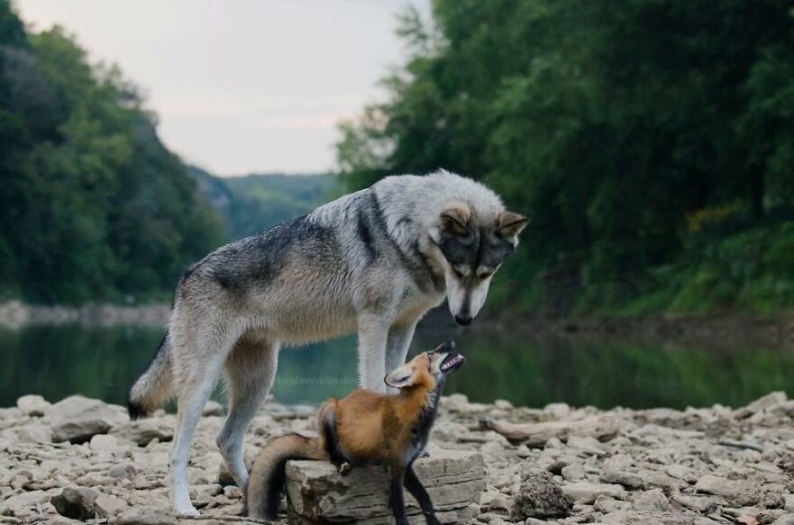Волки лучше лис. Волк и лиса. Лисы и волки. Лис и волк. Дружба волка и лисы.