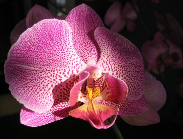 Цветок фаленопсиса (Adrienne Serra on Flickr)