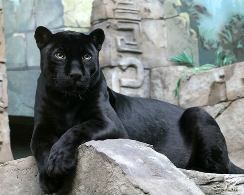 Уже третий день она бежала по лесу уходя от погони. Платье изорвалось, кинжалы оттягивали пояс, ноги все были в царапинах и очень замёрзли, всё-таки начало зимы. Но она понимала, что если остановится хотя бы на час — её догонят. Только ночью, на пару часов, перекусив грибами или корешками, она могла забыться тревожным полусном. Последний день она бежала вдоль крутого берега реки и иска­ла спуск. Река была её спасеньем, но берег был каменист и обрывист. Оставалось надеяться на чудо. Родом она была из отдалённой деревни, уже многие десятилетия жившей охо­той, и поставлявшей на рынки лучшие шкуры и меха в империи. Её мать умерла при родах, её отец, лучший охотник деревни, назвал её Гартелия, в честь Гартеры, каменной кошки, опаснейшего и умнейшего хищника предгорий, где стояла деревня, и считавшейся покровительницей всех охотников. В их деревне считали что Гартели­на, женщина с головой Гартеры, оберегает их деревню от несчастий и нападений чужаков.
Гартелия с отцом часто ходили в лес и в горы на охоту, где она обучалась всем премудростям и хитростям, изучала зверей, природу. Но года назад, когда почти все охотники деревни были на большом промысле, на деревню напали люди барона Треволта. Они знали когда нападать, если бы охотники были в деревне, людей ба­рона расстреляли бы ещё на подходе. А так — смогли только организовать оборону за частоколом, которой хватило на 2 часа.
Ворвавшись в деревню, люди барона согнали всех на площадь. Выдернули из толпы девушек в возрасте от 13 до 18 лет, остальных убили, всех, мужчин, женщин, стариков, детей. Согнав всех девушек в клетки — спокойно поехали обратно. До зам­ка барона было 10 дней пути, но они не опасались погони, охотники должны были вернуться только через две недели.
В замке их отвели в подземелье, где рассадили по одиночным камерам. Никто с ними не разговаривал, еду приносили дважды в день. А раз в две недели уводили одну из девушек, обратно они не возвращались. Прошёл год, настал черёд Гартелии. Её привели в кабинет барона и приковали к цепи вмурованной в стену. Треволт при­шёл только через несколько часов. Сел за стол, посмотрел на Гартелию и начал спрашивать. Вопросы он задавал странные, кто такая Гартелина, где она живёт, как её поймать. Гартелия честно рассказала все легенды и сказки, которые слышала в детстве, припомнила все истории, что слышала от стариков. Добавить ей было не­чего.
Вторая неделя подходила к концу, барон злился всё больше и больше, Гарте­лия понимала что скоро умрёт. В тот вечер барон засиделся в кабинете до поздней ночи, читая какие-то бумаги. Неожиданно в окно находящееся позади Треволта, впрыгнул мужчина. Он был одет во всё чёрное, а лицо у него было скрыто платком. Мужчина метнулся к барону и нанёс удар кинжалом в горло. Всё произошло на столько быстро, что Гартелия даже не успела вскрикнуть, а барон, даже не успел ни­чего понять. Убийца барона перевёл взгляд на Гартелию, прикованную у стены, у неё всё внутри сжалось от страха, но потом она подумала, какая разница как умирать? От рук барона, за то что не дала нужной информации, от рук слуг барона, за его убийство, ведь обвинят непременно её, или от рук этого человека. Хотя, от его рук было бы предпочтительней, он делает это быстро и безболезненно. Но он, по­копавшись в карманах барона, бросил Гартелии ключ от её оков, и выпрыгнул в окно.
От такого подарка грех отказываться, подумалось Гартелии. Она быстро скину­ла с себя цепи, подскочила к противоположной стене, увешанной оружием, схватила два охотничьих ножа и пояс и подбежала к окну. До крыши оружейной, которая на­ходилась прямо под окном, было метров семь, но стены были сложены из грубо об­работанных камней, не очень плотно подогнанных друг к другу, лучше может быть только лестница. Быстро спустившись по стене на крышу, перепрыгнув оттуда на ко­нюшню, Гартелия замерла у наружной стены. В тишине перекрикивались стражники на башнях, изредка обходя дозором стены. Гартелия подождала пока пройдёт оче­редной обход, выбрала самый тёмный участок стены и вскарабкалась вверх, наде­ясь что снаружи ей так же удастся спуститься на землю. Выглянув наружу она чуть не завыла от разочарования, стена была обработана на совесть, и спуститься по ней не представлялось возможным. Всё-таки барон разбирался в обороне. Гланув по сто­ронам, всё ещё надеясь на чудо, Гартелия увидела верёвку, привязанную к одно­му из зубцов, видимо её оставил тот человек, который убил барона. Не теряя ни се­кунды, она бросилась к верёвке, скользнула по ней на землю и побежала.
Уже утром она услышала в отдалении лай собак. Это была погоня, чего и сле­довало ожидать. И теперь она бежала вдоль реки моля Гартелину дать ей шанс. Он не заставил себя ждать. Пробежав ещё километр, она увидела поваленное дерево, корни которого цеплялись за склон, а вершина не доставала до реки каких-то полто­ра метра. Быстро пробравшись по стволу между ветвей, Гартелина спрыгнула в воду и пошла по течению. Не прошла она и пяти метров, как дерево позади неё рухнуло, полностью отрезав преследователям путь вниз. Облегчённо вздохнуо, девушка нача­ла выбираться на противоположный берег. Тот был более пологим и особых неприят­ностей не доставил. Зайдя в лес поглубже Гартелина облегчённо привалилась к де­реву и задумалась. Что же делать дальше. Оставаться здесь — бессмысленно, рано или поздно её найдут, выходить на тракт — опасно, там её схватят немедленно, и казнят как убийцу барона. Оставалось только пробираться в родную деревню. Но она находилась по другую сторону горного хребта, а перевалы скоро должно было завалить снегом. Времени оставалось мало, надо было спешить. Гартелина упрямо встала, не смотря на усталость, которая за эти дни прочно поселилась в её костях, и побежала в сторону гор.
В один из вечеров, когда сумерки уже сгущались у корней деревьев, но небо было ещё светлым, Гартелия услышала угрожающий рык. Это был её голос, ночного кошмара, как её называли во всей империи, великой охотницы и доблестной защит­ницы, как её называли у них в деревне. Это была Гартера. Оглянувшись по сто­ронам, девушка ничего не увидела, и тут, в корнях большого дерева, блеснули глаза. Гартелия испуганно замерла. Как говорил её отец: блеск глаз Гартеры — это по­следнее что видет жертва перед смертельным прыжком. Но кошка не прыгала, а лишь рычала, да постукивала хвостом об землю. Подойдя ближе девушка заметила, что левая задняя лапа кошки зажата в очень хитром капкане, рассчитанном именно на этого хищника. Отец показывал как такие устроены, когда они ходили по лесу, разыскивая и ломая их, поэтому Гартелия понимала, что Зверю самостоятельно не выбраться. Она подошла ближе и заговорила с кошкой как учил её отец:
- Умелая охотница, храбрая воительница, доблестная защитница, я не желаю тебе вреда, лишь помощь оказать хочу, дозволь мне подойти ближе.
Гартера перестала рычать и молотить хвостом, улеглась мордой на лапы и пристально посмотрела на девушку. А Гартелия, внутренне сжимаясь от страха, подошла к ней вплотную, присела над капканом и начала его разглядывать, вспоми­ная всё, что отец о них рассказывал и показывал. Наконец, найдя нужные узлы, де­вушка аккуратно, чтобы не навредить кошек, перерезала их кинжалом. Аккуратно взяла в руки повреждённую лапу и осмотрела. Та была сломана. Отрезав от изо­рванного платья часть подола Гартелия туго перемотала лапу, отпустила её и сказа­ла, обратившись к кошке: - Прости, большего я сделать не в силах, дальше всё зави­сит только от тебя. Гартера, коротко мурлыкнув, тяжело поднялась на трёх лапах и побрела в темноту. А девушка без сил от пережитого страха и облегчения привали­лась спиной к дереву и уснула.
Уже через два дня Гартелия вышла в предгорья. Предстояла самая сложная задача — добраться до перевала. Но она тешила себя надеждой, что он ещё не до конца занесён снегом, и она сумеет пройти. Подойдя к горам, она начала восхожде­ние. Босиком и без снаряжения — это была не самая лёгкая задача. Спасали только пещеры с тёплыми источниками, в обилии имевшиеся в этих горах, иначе бы она давно замёрзла. Девушке предстоял сложный подъём по почти отвесной стене на 5 метров вверх, но обойти этот участок не представлялось возможным. Оглянувшись на окружающие её горы, Гартелия начала свой путь вверх. Она почти добралась, осталось лишь протянуть руку, чтобы схватиться за верхний край уступа, но камень под ногой предательски соскользнул и она сорвалась.
Очнувшись, девушка увидела, что на горы уже спускаются сумерки. По­пытавшись встать, она тут же рухнула обратно от пронзившей её боли. Осмотрев свою ногу Гартелия поняла, что та сломана. Поискав вокруг, нашла пару деревяшек, снова обкромсала своё многострадальное платье, с трудом наложила шину, села и расплакалась. С такой ногой преодолеть перевал было невозможно, спуститься вниз — тоже задача не из простых. В горах, сидя на одном месте пропитания не добу­дешь. Так что? Всё это было зря? Она сидела и плакала от боли и безысходности, и не заметила как провалилась в спасительный обморок. Сквозь мороки забытья она чувствовала, что её куда-то тащат, толкают, переворачивают. Но у неё уже не было сил на что-то реагировать.
Очнувшись, Гартелия не поняла где находится. Однозначно ясно было одно, это была пещера, и здесь было тепло. Глянув в сторону, она увидела в двух шагах от себя тёплый источник, который и согревал пещеру. С трудом повернув голову в другую сторону, девушка поражённо замерла. Вплотную к ней, согревая её с другой стороны, лежала Гартера, и смотрела прямо ей в глаза. Если бы у Гартелии были си­лы, она бы немедленно вскочила, а так, только промычала что-то невразумительное, и вновь провалилась в обморок.
Очнувшись в следующий раз, девушка не обнаружила рядом с собой кошку, и списала это видение на бредни обморочного состояния. Жутко хотелось пить. Гарте­лия потянулась к источнику, и уже почти донесла до него руку, когда услышала предостерегающий рык. Обернувшись, она замерла. Это было не видение. Живая, грациозная и очень опасная кошка лежала в трёх шагах от неё, и не отрывала свой взгляд от лица девушки. - Но я очень хочу пить, - жалобно произнесла девушка. Гар­тера будто бы прислушалась к чему-то, поднялась на трёх лапах, и, поджимая левую заднюю, побрела куда-то вглубь пещеры, постоянно оглядываясь на Гартелию. По­няв что от неё хотят, девушка, собрав остатки сил, поползла следом, волоча сломан­ную левую ногу.
Расстояние было не велико, каких-то десять шагов, но они показались осла­бевшей девушке вечностью. Добравшись до противоположной стены, где уже лежа­ла кошка, она увидела родничок, бивший из расщелины, вода из которого стекала в небольшое углубление в полу. Гартелия тут же приникла к нему губами. Вода была чистая, прохладная и очень вкусная. Напившись, она решила остаться здесь же, что­бы каждый раз не ползти на такое расстояние, и привалилась спиной к стене. Но тут же начала замерзать, от камня тянуло зимним холодом. Пришлось собраться и полз­ти обратно. Гартера прошла за ней и улеглась рядом, согревая её своим теплом. Так девушка и уснула.
Проснувшись в следующий раз, Гартелия некоторое время лежала, пытаясь понять, что же с ней произошло, после того как она упала в обморок. Очевидно, что её кто-то сюда притащил, но кто? Гартера? Но она сама хромала, и девушка подо­зревала, что это та самая кошка, которую она освободила в лесу. А если не она, то кто? В очередной раз совершив героическое путешествие до родника и обратно, Гар­телия решила отложить эти мысли и посмотреть что будет дальше. Для начала она внимательно, на сколько могла, изучила пещеру. Вход располагался справа, в двадцати шагах от неё, сквозь него было видно только небо, и совершенно не возможно было понять на какой высоте они находятся, слева был тёплый источник, от которого, теперь она явственно чувствовала, пахло затхлостью. Прямо перед ней была стена, из которой бил родник, а позади темнел провал. Оттуда не доносилось ни звука, не было ни малейшего ветерка, так что понять что там было нереально. Неожиданно вход в пещеру перекрыла большая тень. Гартера испуганно вздрогнула. Это был каменный кот. Был он чуть ли не в два раза крупнее самки, такого же окра­са, цвета чёрного гранита, добываемого в этих горах, слегка присыпанного серой до­рожной пылью, что служил им отличной маскировкой в тёмные ночи, в зубах он держал тушу горного козла. Самцов горных кошек мало кто видел, они, в отличии от самок, редко спускались в предгорья, предпочитая охотиться высоко в горах. Войдя в пещеру, кот положил тушу перед самкой, развернулся и ушёл. Кошка, разодрав до­бычу когтями, принялась жадно есть. Наевшись, подтолкнула тушу в сторону девуш­ки, взглянула на неё и отошла в сторону. Гартелия поняла, что её приглашают к трапезе. Подползла, отрезала чудом сохранившимся кинжалом большой кусок мяса и огляделась по сторонам. Огонь развести было не чем, дров не было. Ну чтож, есть сырое мясо в дальних походах с отцом ей уже доводилось. К тому же желудок уже сводило от голода. Аккуратно откусив кусок, девушка начала его тщательно пережё­вывать, потом второй, третий. Она и не заметила как съела всё мясо. Насытившись, поползла к роднику напиться, а вернувшись, тут же уснула, спокойным и сытым сном.
Так продолжалось изо дня в день. Коты приносили туша, девушка и кошка ели, а когда наедались, Гартера подходила к выходу и громко мяукала. Через пару минут появлялись молодые коты и утаскивали оставшееся мясо. Постепенно нога у девуш­ки заживала. Она уже спокойно добиралась до родника, даже к выходу несколько раз ходила, дальше её не пускала кошка. Оказалось что они почти на середине склона, выше того места, где девушка сорвалась на подъёме. Значит был другой путь, зна­чит кто-то её сюда притащил, но кто? Гартелина предполагала что это сделали коты, но зачем, почему?
Примерно через две недели, когда девушка уже могла ходить не сильно хро­мая, а ранение кошки не было заметно совсем, Гартера потянула её в чёрный про­вал, в дальнем конце пещеры. Кошка шла впереди уверенно сворачивая на развил­ках, поминутно оглядываясь на девушку, словно проверяя, не потерялась ли она. Шли они, как показалось Гартелии, так около часа, когда впереди забрезжил свет. Пройдя ещё немного они вошли в пещеру, освещённую мягким светом, лившимся, казалось, прямо из стен. По обе стороны стояли статуи, слева каменных кошек, вы­сеченных из чёрного гранита, а слева — женщин, вырезанных из белого известняка. Посередине пещеры стояла ещё одна статуя женщины и кошки. Они смотрели друг на друга. Женщина протягивала кошке руку, а та вложила в неё свою лапу. Перед этой статуей, на полу пещеры, был выложен мозаичный круг, изображавший какой-то странный, спиральный узор.
Гартера, оглянувшись на девушку, прошла к кругу и уселась точно так же, как изображала статуя. Гартелия со страхом подошла к кругу и взглянула на кошку, та лишь нетерпеливо мотнула головой, словно отгоняя насекомое. Тогда Гартелия, решившись, вошла в круг и посмотрела кошке в глаза. Они были тёплого, янтарного цвета, зрачёк, ночной темнотой рассекал их надвое, и незаметно затягивал в себя девушку. Рука сама протянулась вперёд, лишь ощутив в своей ладони тяжесть коша­чьей лапы, девушка вяло подумала, что сейчас должно что-то произойти. Медленно, не торопясь их обеих окутывало золотистое сияние. Контуры девушки и кошки нача­ли расплываться, сливаясь в одно. Через некоторое время сияние рассеялось, в кругу лежала девушка, кошки нигде не было.
Очнувшись, девушка удивилась отсутствию кошки, но решила, что та уже ушла обратно, и тоже пошла в пещеру у выходи. Но и там она не обнаружила искомое. Прождав весь день, Гартелия решила что Гартера пошла поохотиться и к утра вер­нётся. Уютно свернувшись клубком, уткнувшись носом себе в живот и прикрывшись хвостом девушка собралась спать, но, осознав что произошло вскочила, на все четы­ре лапы. Осмотрев себя, на сколько это было возможно, она убедилась, что стала кошкой. Но как? - вопил её разум, - оборотней же не бывает! Тем не менее её хвост нервно бил по земле, а из горла раздавался угрожающий рык.  Самец, принёсший очередную тушу, настороженно замер на входе, напряжённо оглядывая пещеру в поисках нападавшего. Не найдя такового просто положил мясо, развернулся и вышел. А девушка носилась по пещере кругами, не понимая что происходит, и что теперь с этим делать.
Устав от бессмысленной беготни, она наконец-то учуяла запах свежего мяса, на что желудок бурно прореагировал предвкушающим урчанием. Подойдя к туше, де­вушка начала рассматривать свою лапу, не совсем понимая что делать дальше, по­пыталась по привычке сжать кулак, из лапы показались когти, которыми, как оказалось, разделывать мясо гораздо удобнее чем кинжалом. Да и на вкус оно стало, как будто, лучше, и мягче. Наевшись, девушка дошла до родника, напилась, и начала себя рассматривать в отражении.
Без сомнения, это была кошачья морда. И на этой морде блестели её, ярко-зелёные, мамины, глаза, с обычным, человеческим зрачком. Рассмотрев свою морду, и не придя ни к каким выводам, девушка ушла к источнику, свернулась клюбком и уснула. Проснувшись, она почувствовала необычайную лёгкость во всём теле, вско­чила на ноги, потянулась и замерла. На ноги? Потянулась? Осмотрев себя убеди­лась, да, она снова человек. В воде родника отражалось её привычное лицо, но глаза были янтарные, кошачьи.
Подумав немного, девушка пришла к выводу, раз превращение произошло в пещере со статуями, то и ответы искать надо там же. Подойдя к провалу, замерла на­стороженно на входе, не уверенная, что правильно вспомнит дорогу. Но вдруг на неё накатила волна запахов и образов, которые указывали правильный путь, и Гартелия смеясь побежала по проходу. В пещере ничего не изменилось, тот же свет, те же ста­туи. Подойдя к центральной, девушка принялась её внимательно разглядывать.
Кошка была, как и полагается кошке, даже выполненной в камне, грациозной, красивой и опасной даже в своей неподвижности. Женщина была одета в традицион­ные одежды охотников её деревни, как впрочем и все остальные статую женщин в этой пещере. Побродив пару часов, и ничего не обнаружив, девушка решила воз­вращаться. - А ведь на четырёх лапах я добегу быстрее, - подумалось ей. И не успе­ла мысль отзвучать в её голове, она уже была кошкой, добежав до пещеры, девушка встала на задние лапы и вытянулась вверх, тут же став человеком. Рассмеявшись от восторга, Гартелия, теперь уже Гартелина, пошла умываться. Она решила дождаться кота с припасом, чтобы подкрепиться перед дорогой в родную деревню. Теперь дорога была для неё безопасна.