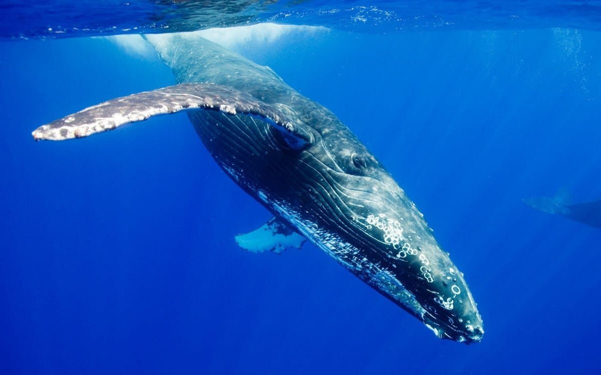 Синий кит (Balaenoptera musculus)