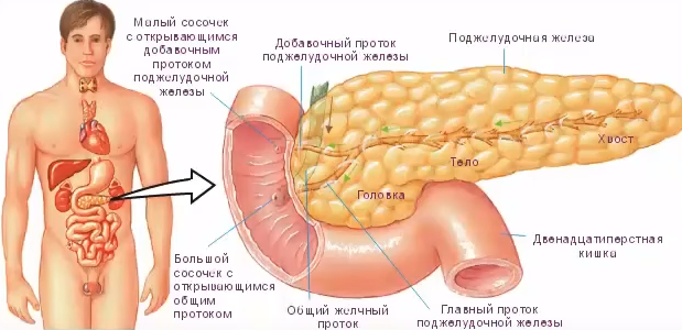 Поджелудочная железа: лечение в домашних условиях