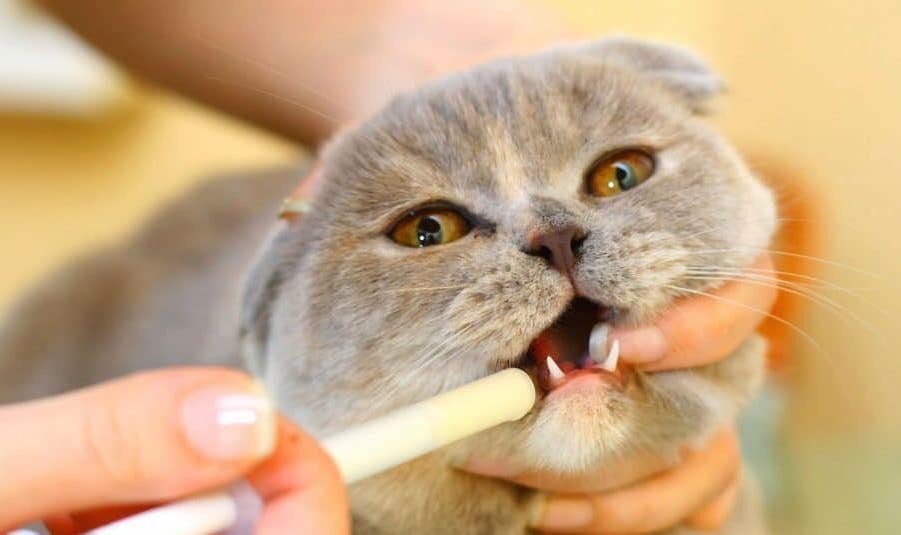 Прием суспензии от глистов