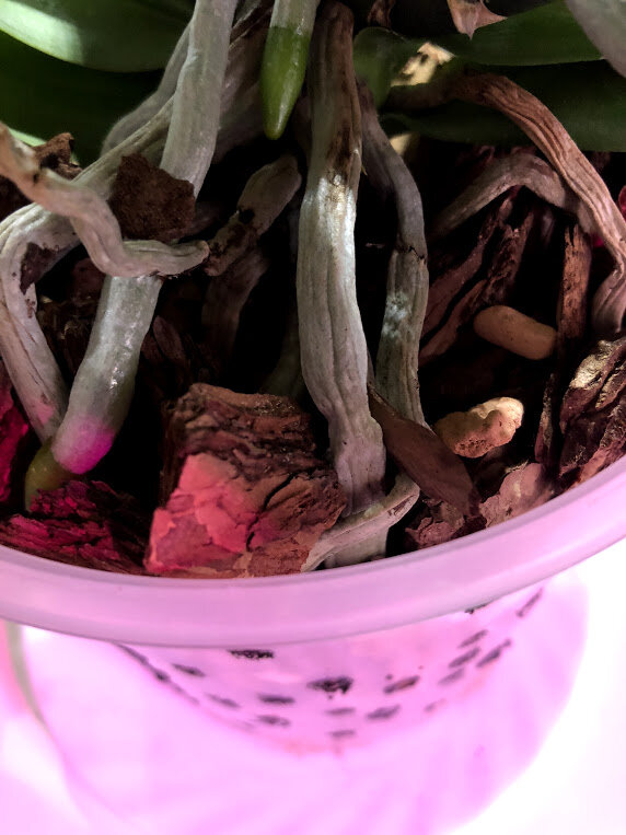 Сосновая кора крупной и средней фракции + боковые отверстия в горшке обеспечивают хорошую вентиляцию корней.