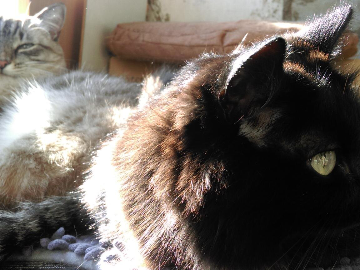 Диспозиция. Беляшик: - О, вы еще здесь?! А Чернуха что-то вспоминает. 