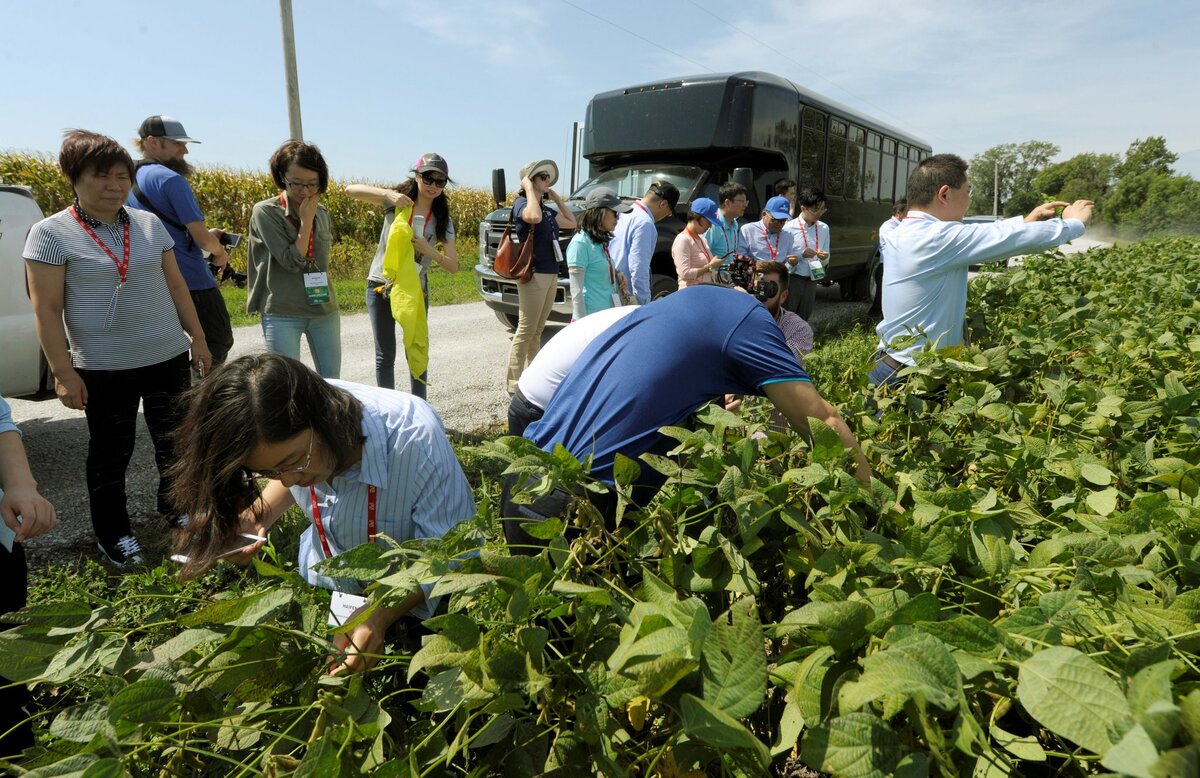 Китайская торговая делегация во время экскурсии по соевым полям в Миссури в прошлом месяце. Американская соя является важным импортом в Китай, который будет иметь проблемы с их заменой.