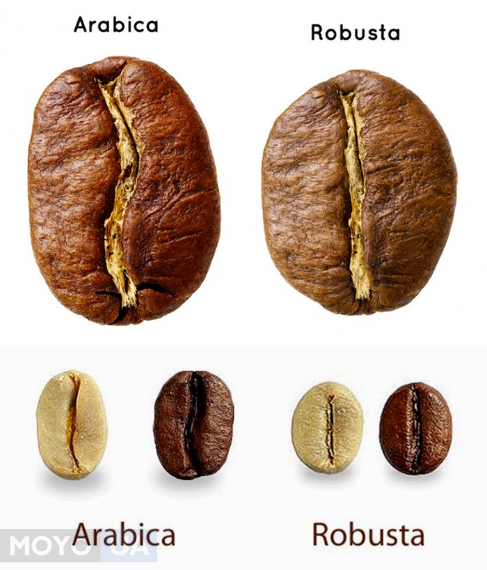 Кофе робуста отличается. Кофе в зернах Арабика и Робуста. Сорта кофе в зернах Арабика и Робуста. Зерна Робуста и Арабика отличия. Сорта кофе Арабика и Робуста.