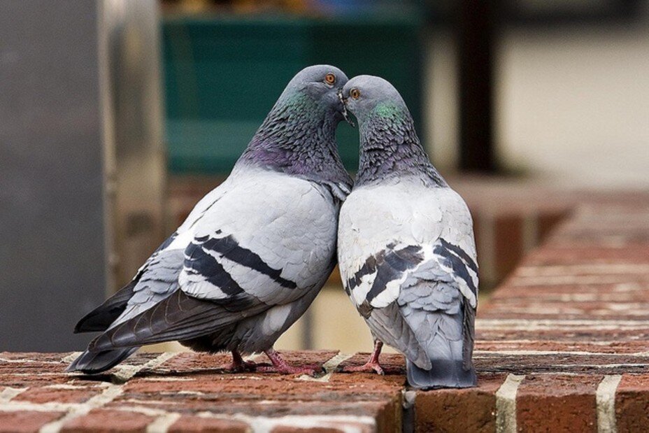 Справа - голубка, слева - голубь 