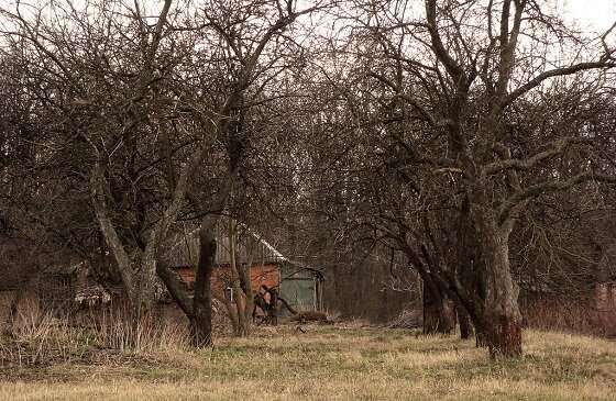 Проходит время, ваш сад стареет и требует обновления
