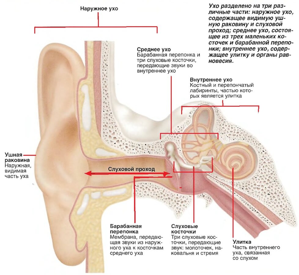 Как устроено внутреннее ухо. Структуры уха строение уха. Строение внутреннего уха человека вид сбоку. Ущеой строение уха человека. Строение уха человека анатомия схема.