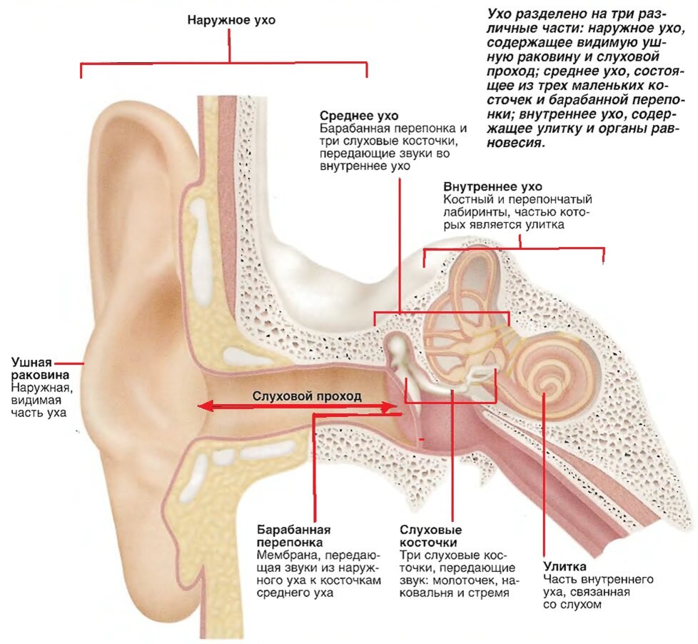 Вторичная барабанная перепонка. Строение уха структура уха. Строение внутреннего уха человека вид сбоку. Ущеой строение уха человека. Строение уха человека анатомия схема.