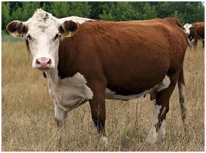 Порода казахской белоголовой коровы