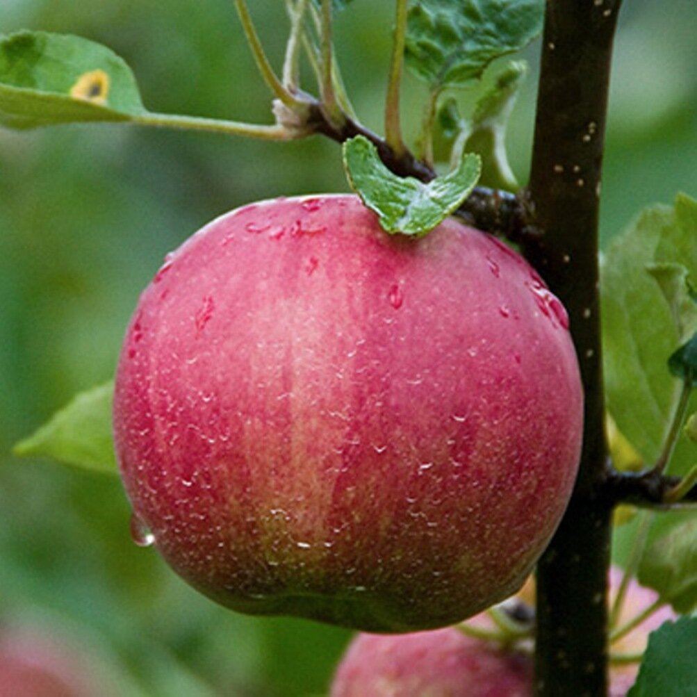 Лучшие сорта яблонь для средней полосы России