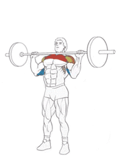 Основное  упражнение для проработки плечевых мышц. Главный упор в нем делается на  средний пучок дельты. Однако накачивание этого участка происходит при  активном участии и переднего, и заднего пучка.