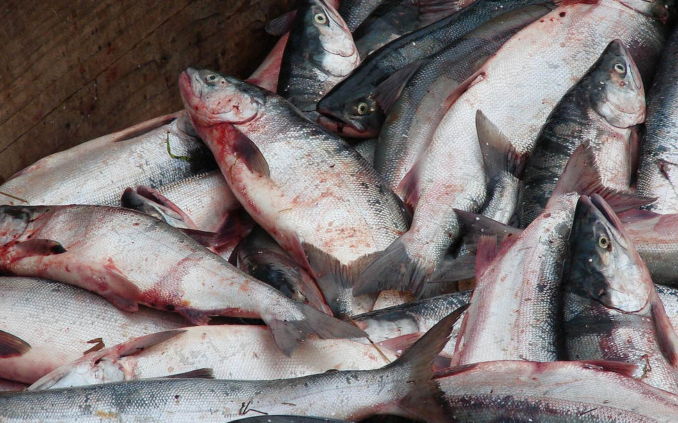 Нерка. Фото flickr.com