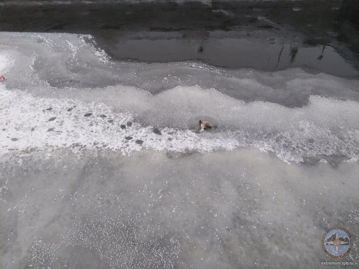 23.01.2019, утка на Обводном канале, Лиговский пр., вызов 3402