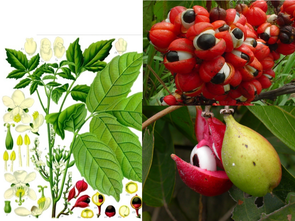 Paulinia cupana, Амазонский каштан