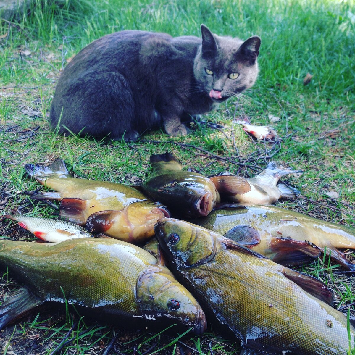 бесперстова кот улов. кот с рыбой. кот крадет рыбу. бесперстова схемы вышивки. катерина бесперстова схема кота.