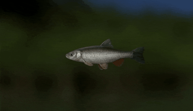 Trophy Fishing 2 – геймплей