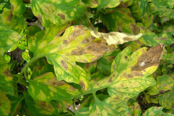 Фото: https://fermer.blog/media/res/3/7/3/8/5/37385.pkcc2o.840.jpg