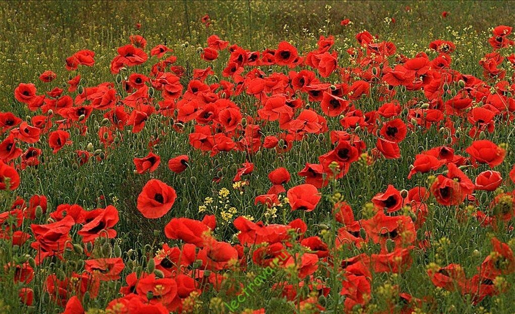 Как и обычный сорняк, мак растет на обрабатываемых землях, отработанных местах, избегает кислых почв. Стал гораздо реже появляться на культивируемой земле из-за современной сельскохозяйственной деятельности.