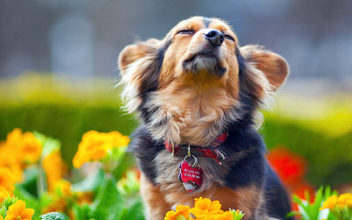 Фото из https://wallbox.ru/dogs/
