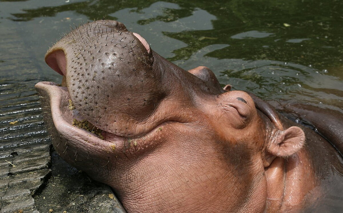 Покажи гиппопотама. Гиппопотам и Бегемот. Hippopotamus amphibius Бегемот. Морда бегемота. Довольный Бегемот.