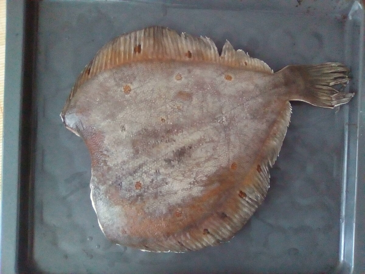 рыба камбала фото рецепт