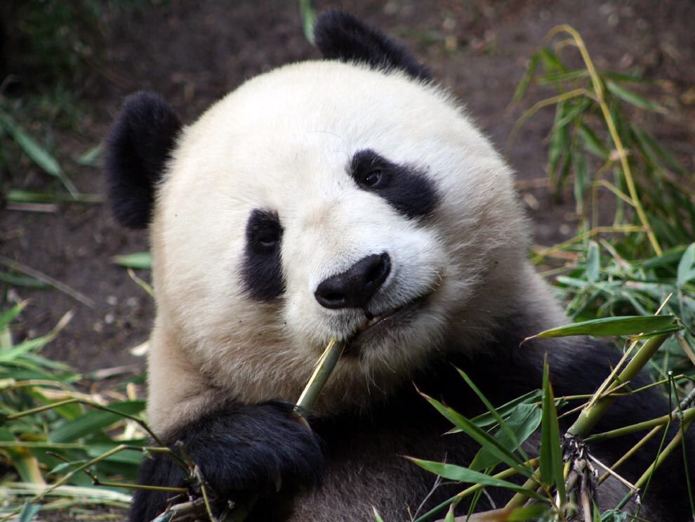 Недаром панда стала символом спасения вымирающих животных. Панду практически истребили.